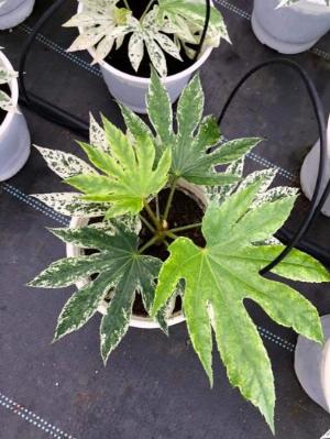 Fatsia Spider Web
