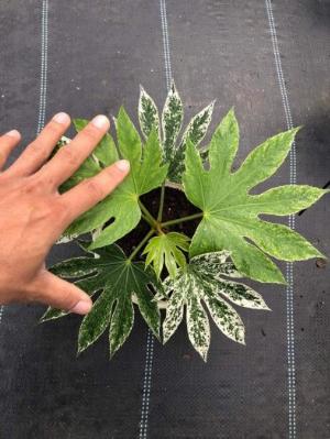Fatsia Spider Web