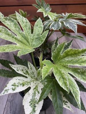 Fatsia Spider Web