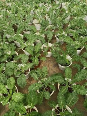 Cải xoăn Kale