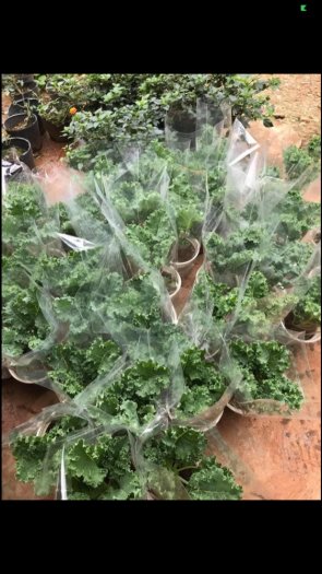 Cải xoăn Kale
