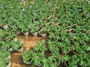 Cải xoăn Kale
