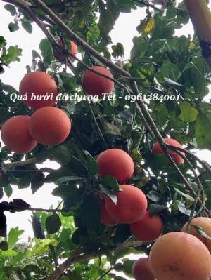 Quả bưởi đỏ tiến vua, bưởi đỏ Luận Văn chưng Tết sỉ