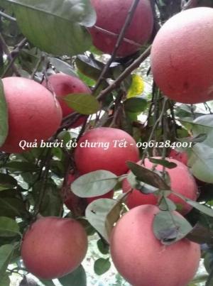 Quả bưởi đỏ tiến vua, bưởi đỏ Luận Văn chưng Tết sỉ