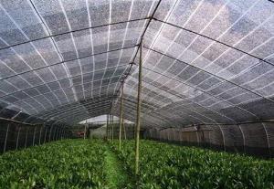 Lưới lan che nắng NL- Hàn quốc (Khổ lưới: 2m x 100m)