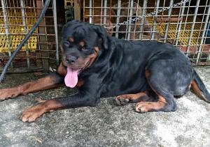Nhận Phối Giống Chó Rottweiler Tại Bình Dương