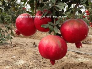 Cây giống lựu đỏ Peru, cây lựu, lựu đỏ Peru