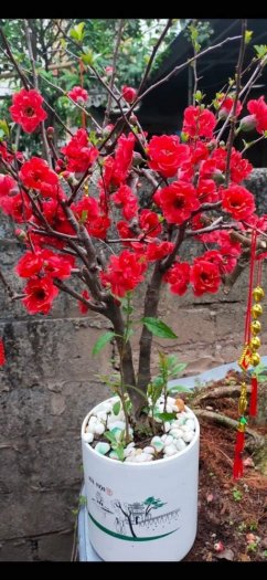Cây Hoa Mai đỏ Nhật Bản Chơi Tết