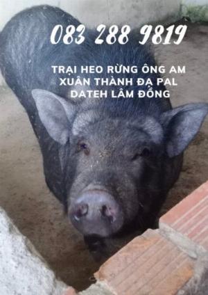 Lợn rừng lai con giống từ 15kg mua bán heo rừng lai f1 tại trại Ông Am Đạpal Lâm Đồng