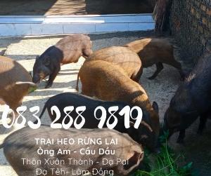 Giá Bán Heo Rừng lai con giống từ 10kg -Trại Heo Rừng ông am ĐạPal, Lâm Đồng