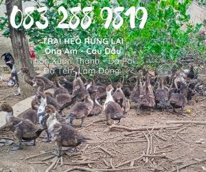 Bán lợn rừng lai, heo rừng giống F1 . heo con giống, heo con giống cái, Trại Heo rừng Ông Am 083 2889 819
Địa chỉ: Xuân Thành , Đạ Pal, Đạ Teh, Lâm Đồng