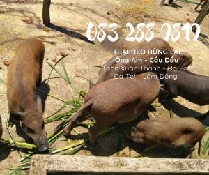 Bán lợn rừng lai, heo rừng giống F1 . heo con giống, heo con giống cái, Trại Heo rừng Ông Am 083 2889 819
Địa chỉ: Xuân Thành , Đạ Pal, Đạ Teh, Lâm Đồng