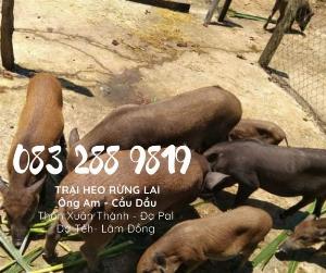 Bán lợn rừng lai, heo rừng giống F1 . heo con giống, heo con giống cái, Trại Heo rừng Ông Am 083 2889 819
Địa chỉ: Xuân Thành , Đạ Pal, Đạ Teh, Lâm Đồng