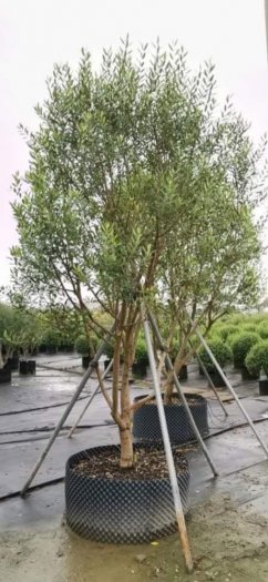 Cây Oliu lớn