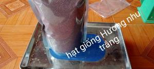 Shop a\hạt giống cây trồng quý hiếm