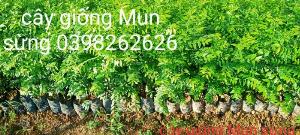 Bán cây giống Mun Sừng