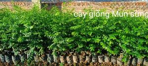 Bán cây giống Mun Sừng