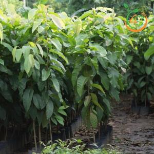 Cây giống dầu rái
