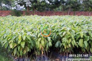 Cây giống dầu rái