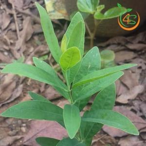 Cây giống đàn hương trắng Ấn Độ