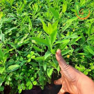 Cây giống đàn hương trắng Ấn Độ