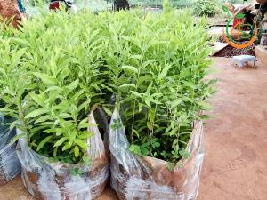 Cây giống đàn hương trắng Ấn Độ