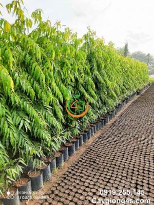 Cây hoàng nam lớn (cây liễu Ấn Độ)