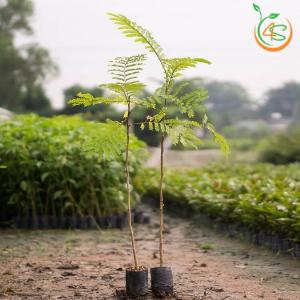Cây gỗ lim xẹt giống