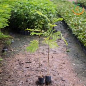 Cây gỗ lim xẹt giống