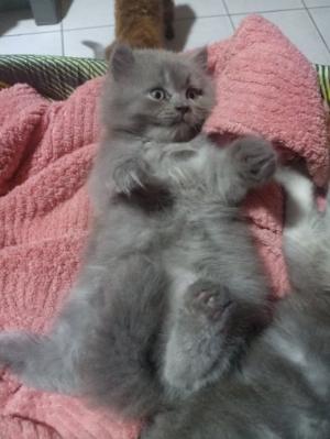 Còn 2 bé mèo đang chờ ba mẹ đón