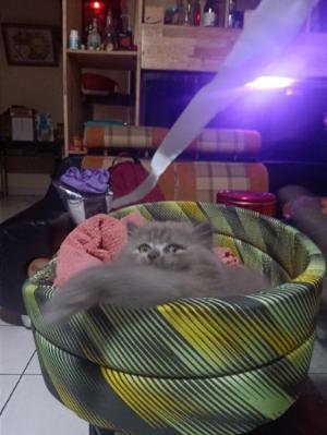 Còn 2 bé mèo đang chờ ba mẹ đón