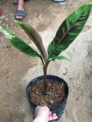 Chuối Var Red Tiger
