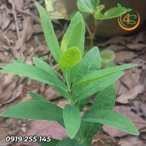 Cây đàn hương trắng