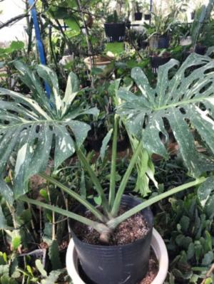 Monstera Thaicons