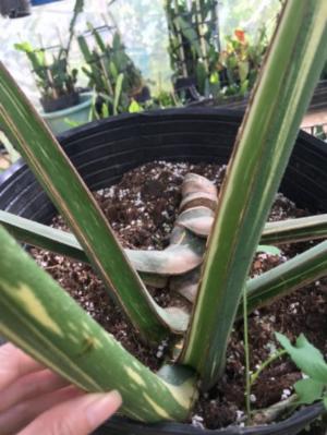 Monstera Thaicons
