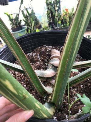 Monstera Thaicons