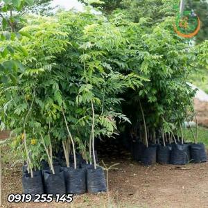 Cây sưa đỏ giống