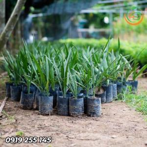 Cây giống chà là ăn quả