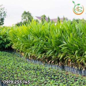 Giống cây cau ăn quả