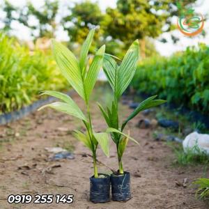 Giống cây cau ăn quả