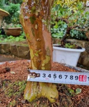 Nho thân gỗ lá Cẩm thạch