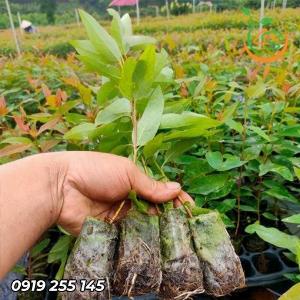 Cây Bạch Đàn giống