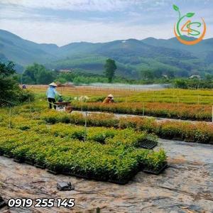 Cây Bạch Đàn giống