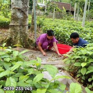 Cây dổi giống 2022