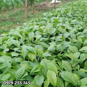 Cây dổi giống 2022