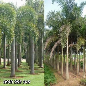 Cây cau đuôi chồn giống