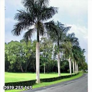 Cây cau đuôi chồn giống