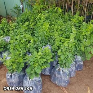 Cây trắc đỏ giống