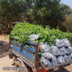Cây trắc đỏ giống