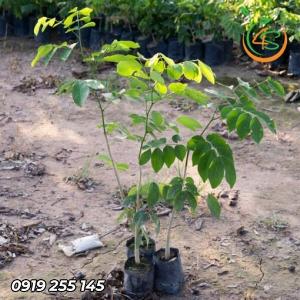 Cây gõ đỏ giống